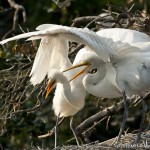 Great Egret Chicks in Conflict