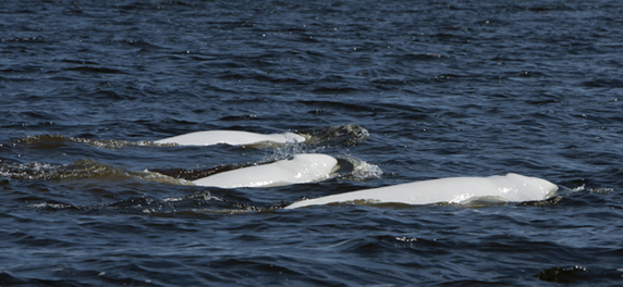 Whales in Churchill