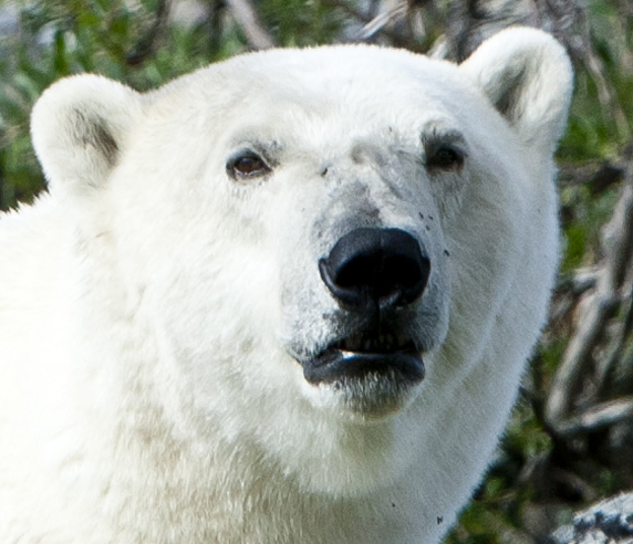 A big Polar Bear Head