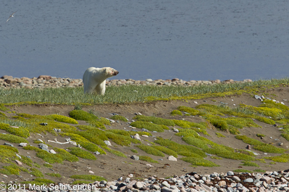Polar Bear at ancient Inuit Stone Site