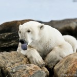 /wp-content/uploads/2012/04/Al-Bear-0740.jpg