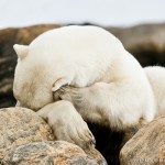 /wp-content/uploads/2012/04/Al-Bear-0776.jpg
