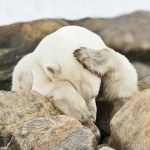 /wp-content/uploads/2012/04/Al-Bear-0876.jpg