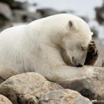 /wp-content/uploads/2012/04/Al-Bear-1080.jpg