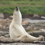 /wp-content/uploads/2012/04/Al-Bear-1591.jpg