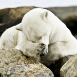/wp-content/uploads/2012/04/Al-Bear-You-Down-there-sm.jpg