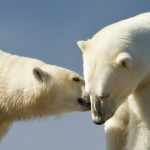 /wp-content/uploads/2012/04/Polar-Bear-Cub-and-Sow-Do-you-want-to-know-a-secret-575x383.png
