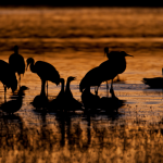 Bosque del Apache, New Mexico