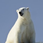 www.MarkSethLender.com-0110