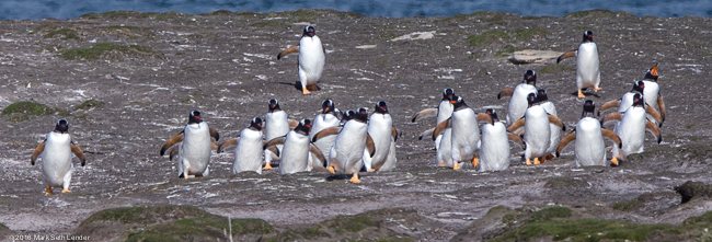 Gentoo Penguins Returning to their Nests from the Sea-20151025_141021_26962015