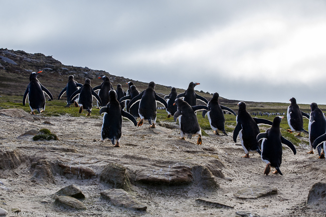 Gentoo Penguins Returning to their Nests from the Sea-20151025_154514_52642015