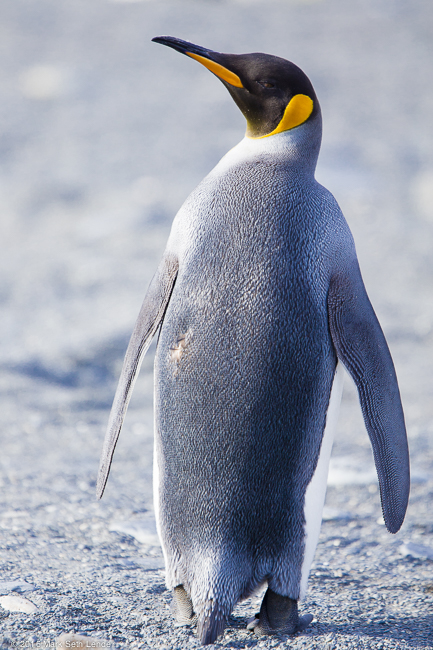 King Penguin Wathcing Me Over His Shoulder-20151031_133957_28642015