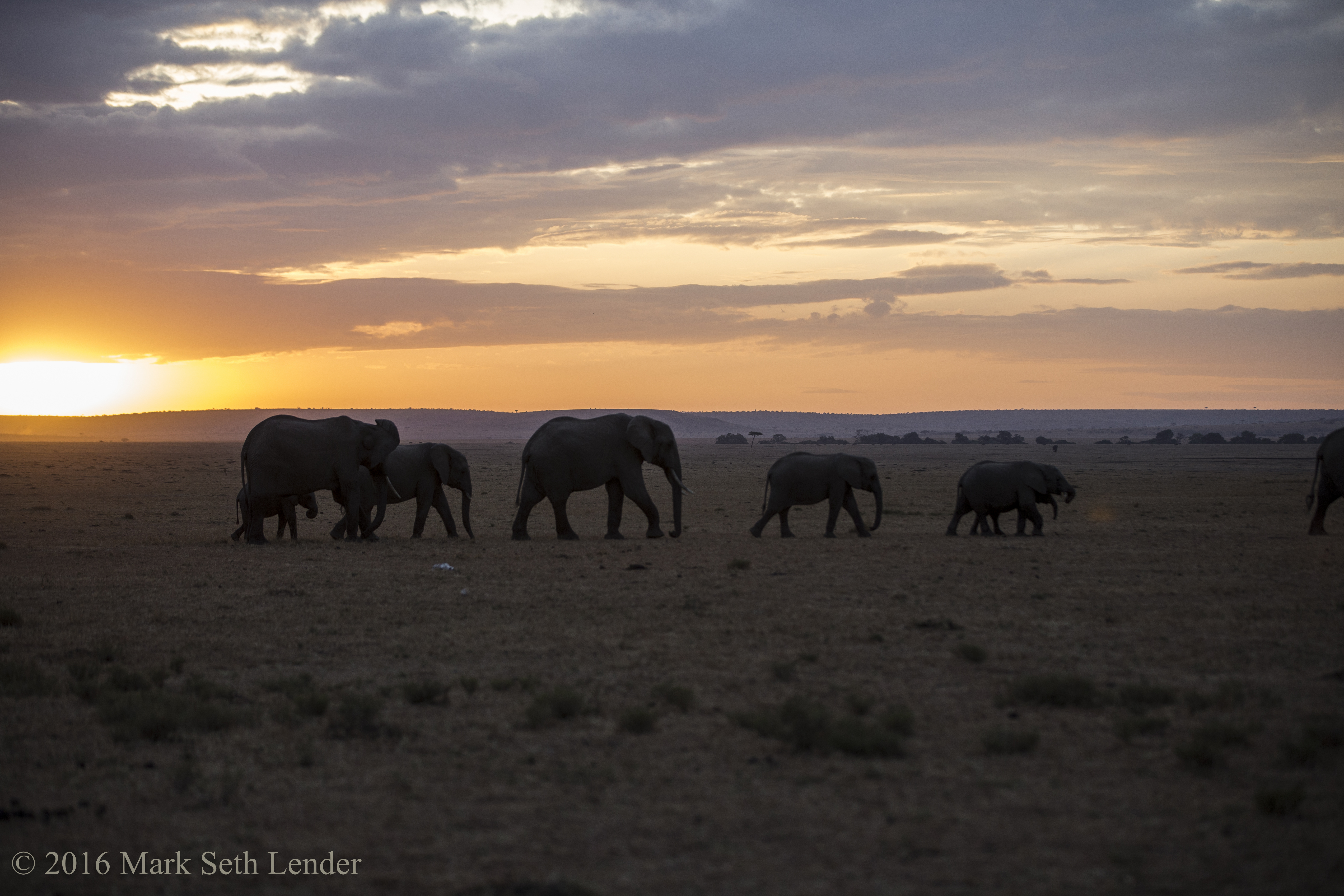 elephant-herd-at-sunrise-7087