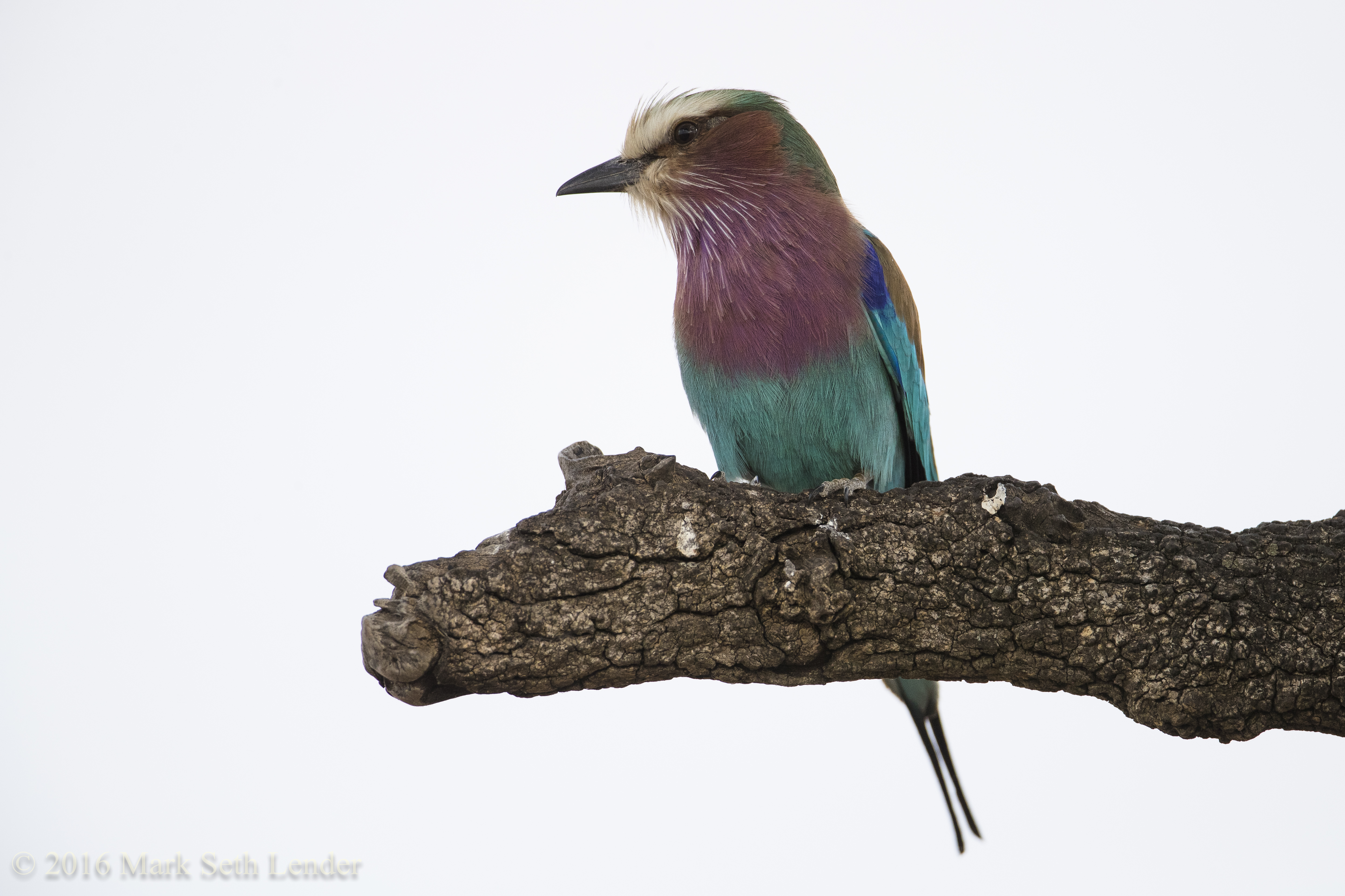lilac-breasted-roller-2771