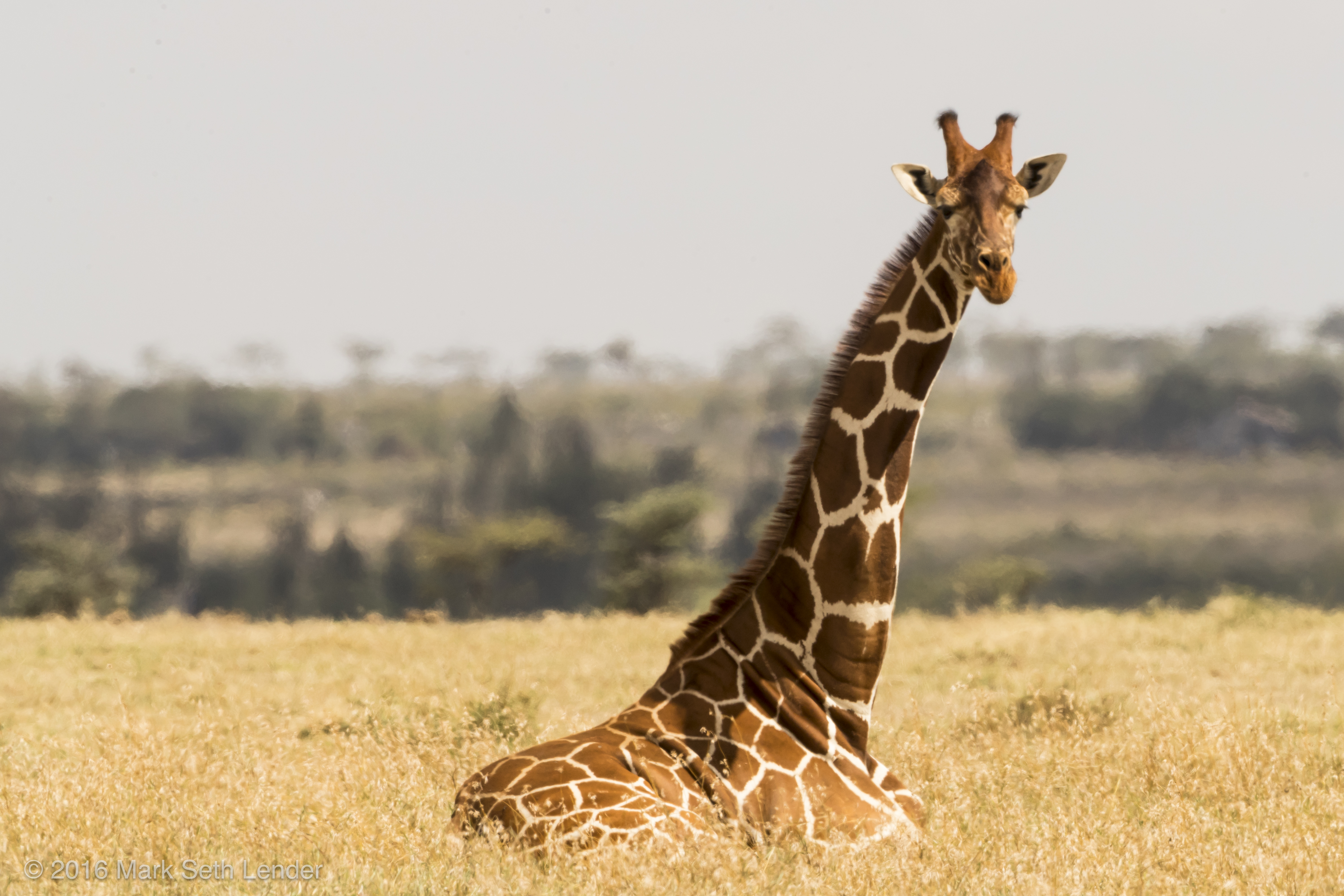 giraffe-lying-down-3079