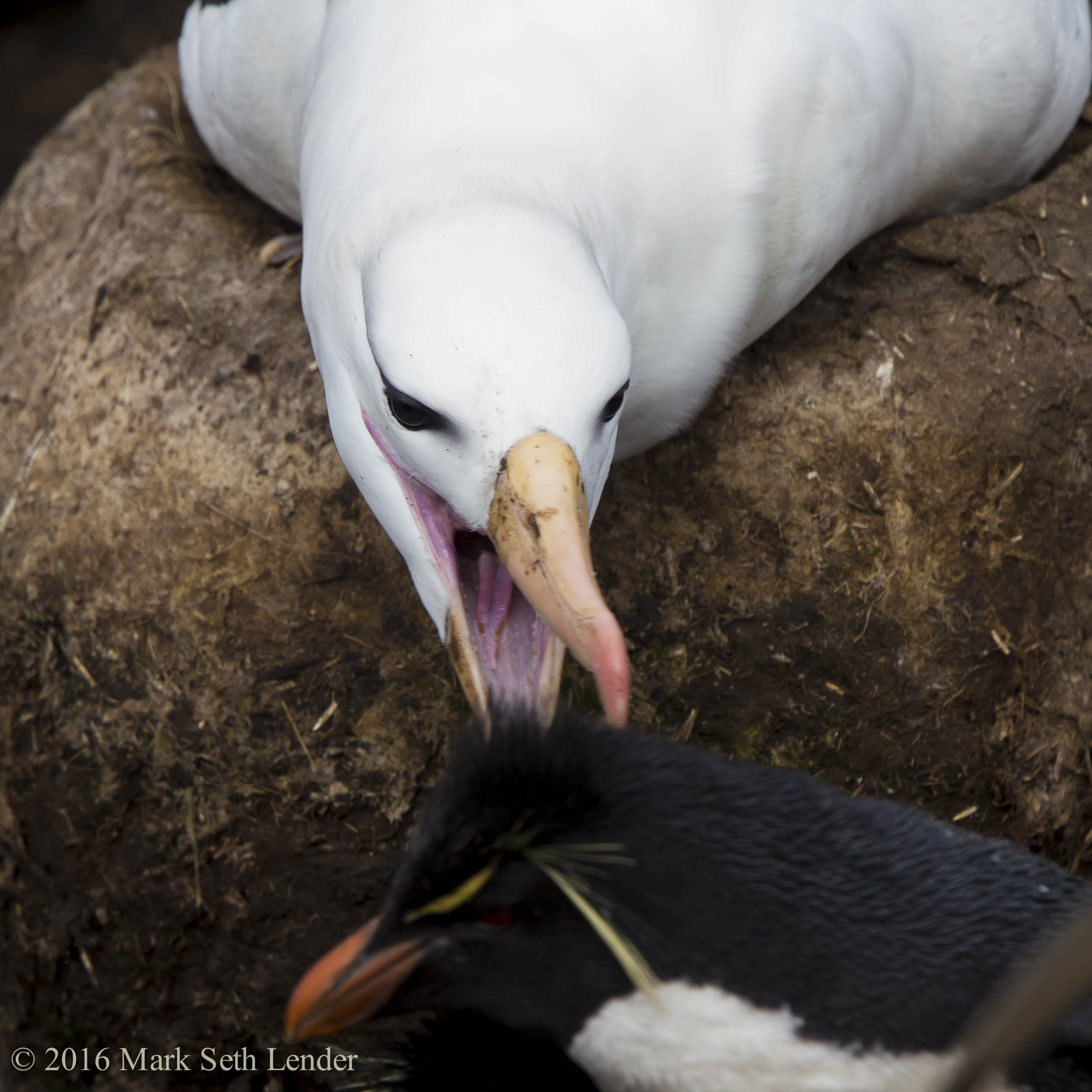 black-browed-albatross-gives-a-passing-rock-hopper-the-what-for-1221