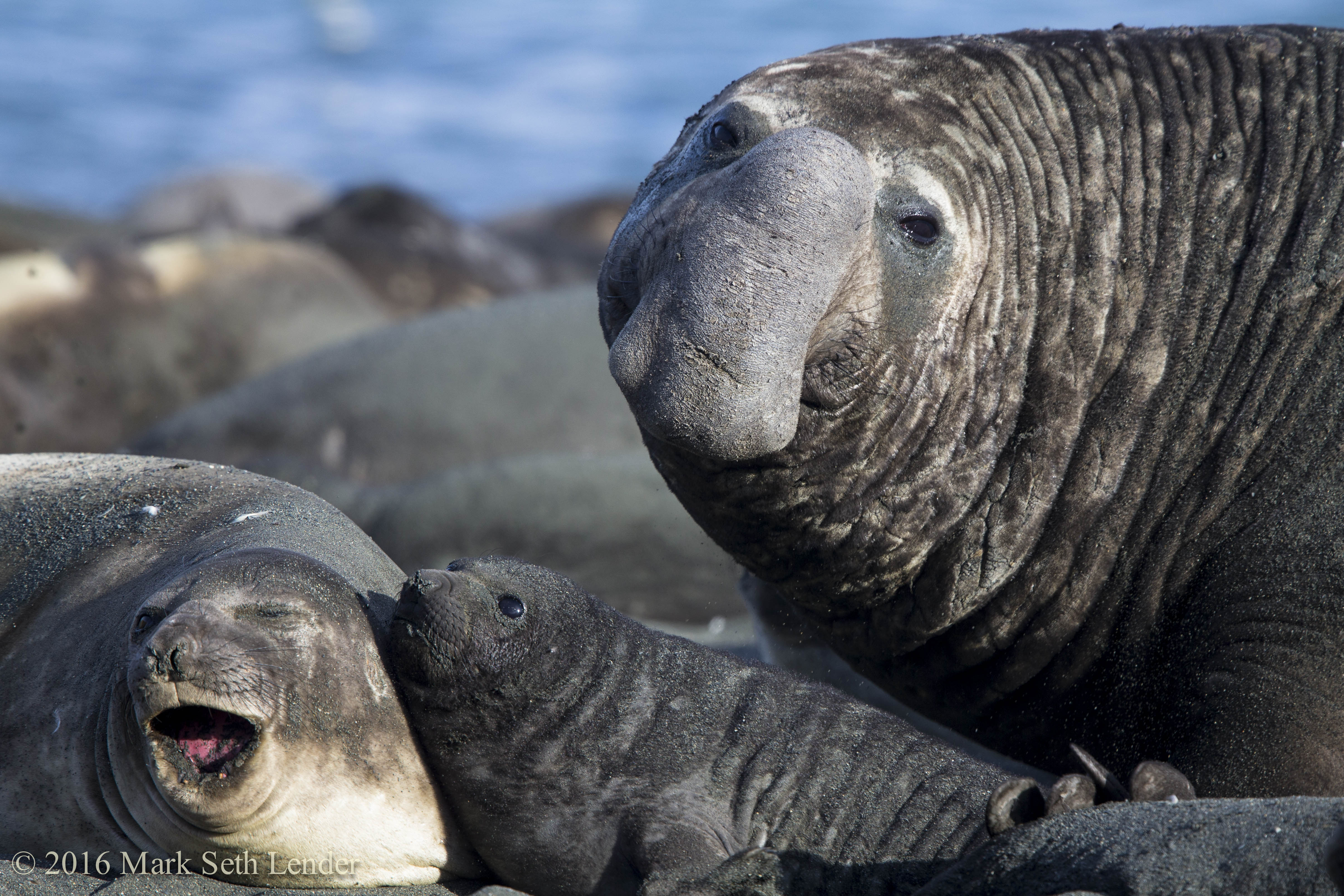 Elephant Seal Family-4189