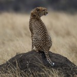 Cheetah Climbs Termite Mound-9238