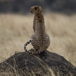 Cheetah Climbs Termite Mound-9285