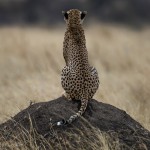 Cheetah Climbs Termite Mound-9297
