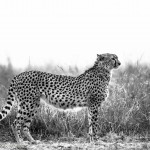 Cheetah Bookends-2