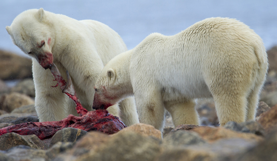 Polar Bears eating 