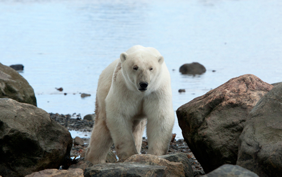 Standing Polar Bear coming toward Mark Lender