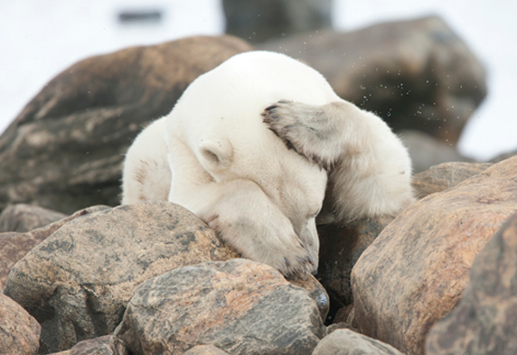 Polar Bear on the rocks
