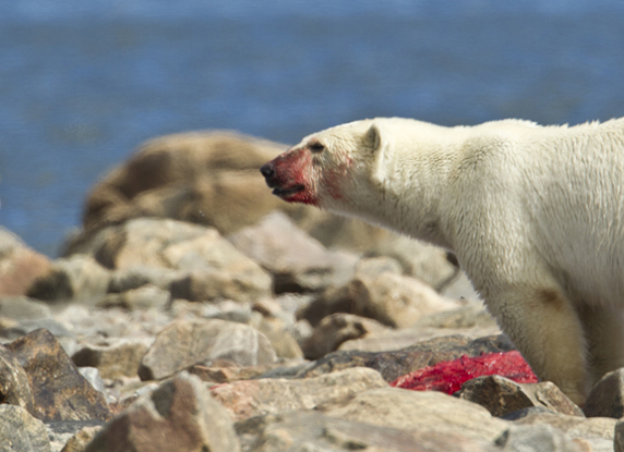 Polar Bear having eating a dead Beluga Whale