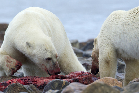 Polar Bears eating Beluga Whale 