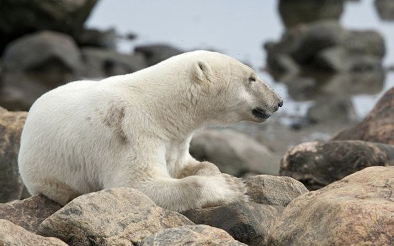 Mark Lender sees Polar Bear
