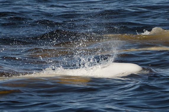 frolicking Beluga Whales in the artic ocean