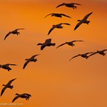 Snow Geese Sunset-3581