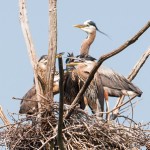 Great Blue Heron about to feed begging chicks