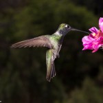 Magnificent Hummingbird (male)  Madera Canyon, AZ  6" X 9"  Signed Print