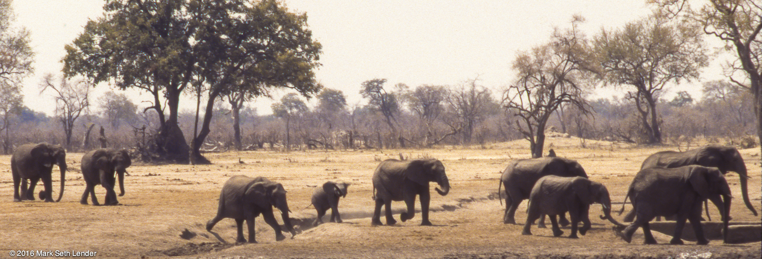 Elephant Herd Approaches the Waterhole-2