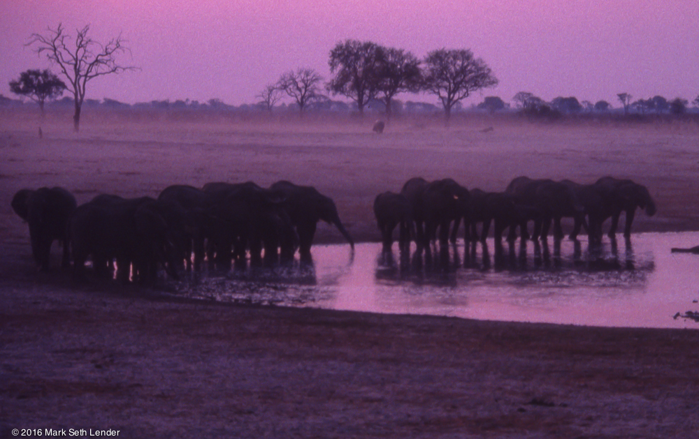 Elephant Herd at Dusk-24269