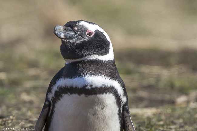 Magellanic Penguin Standing Up in his Burrow-20151025_135246_23292015