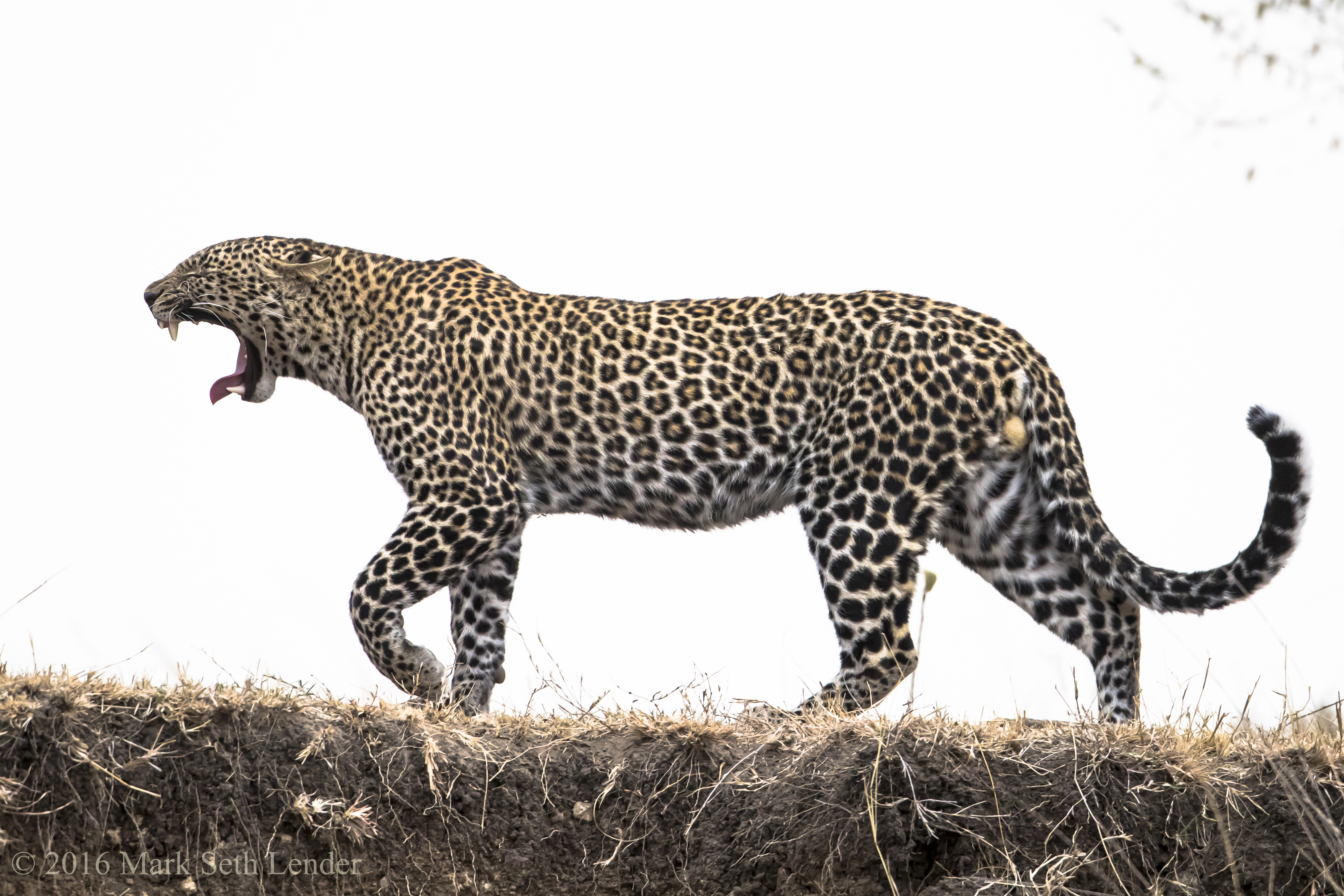 leopard-promenades-the-far-bank-4-2569