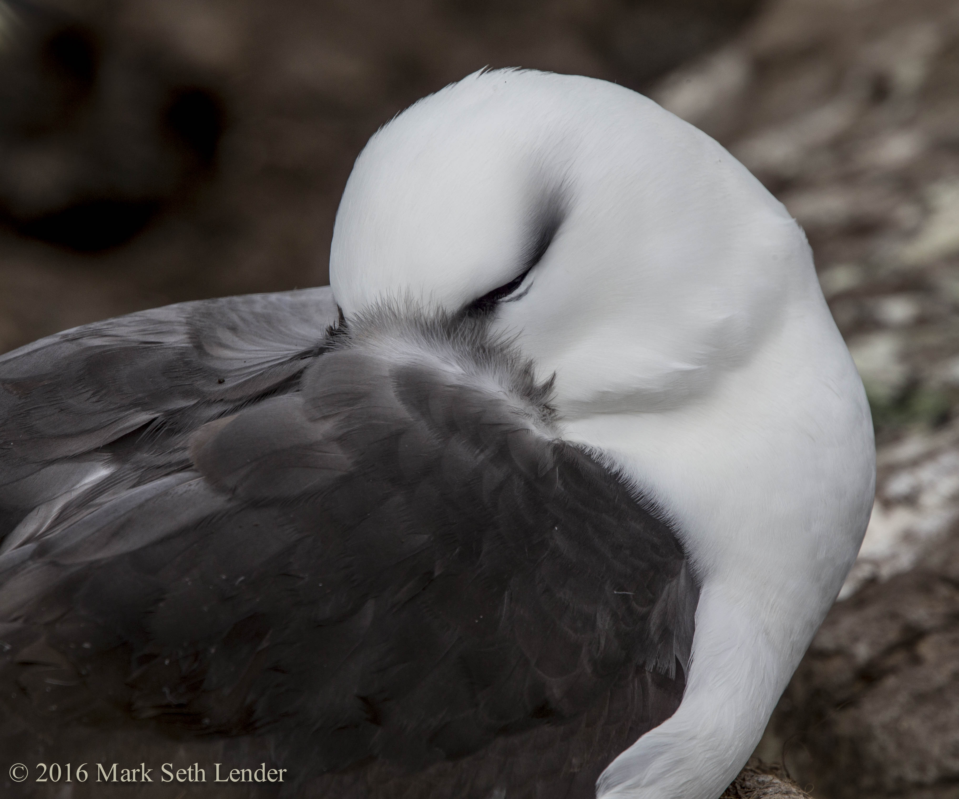 black-browed-albatross-sleep-is-the-only-peace-1151