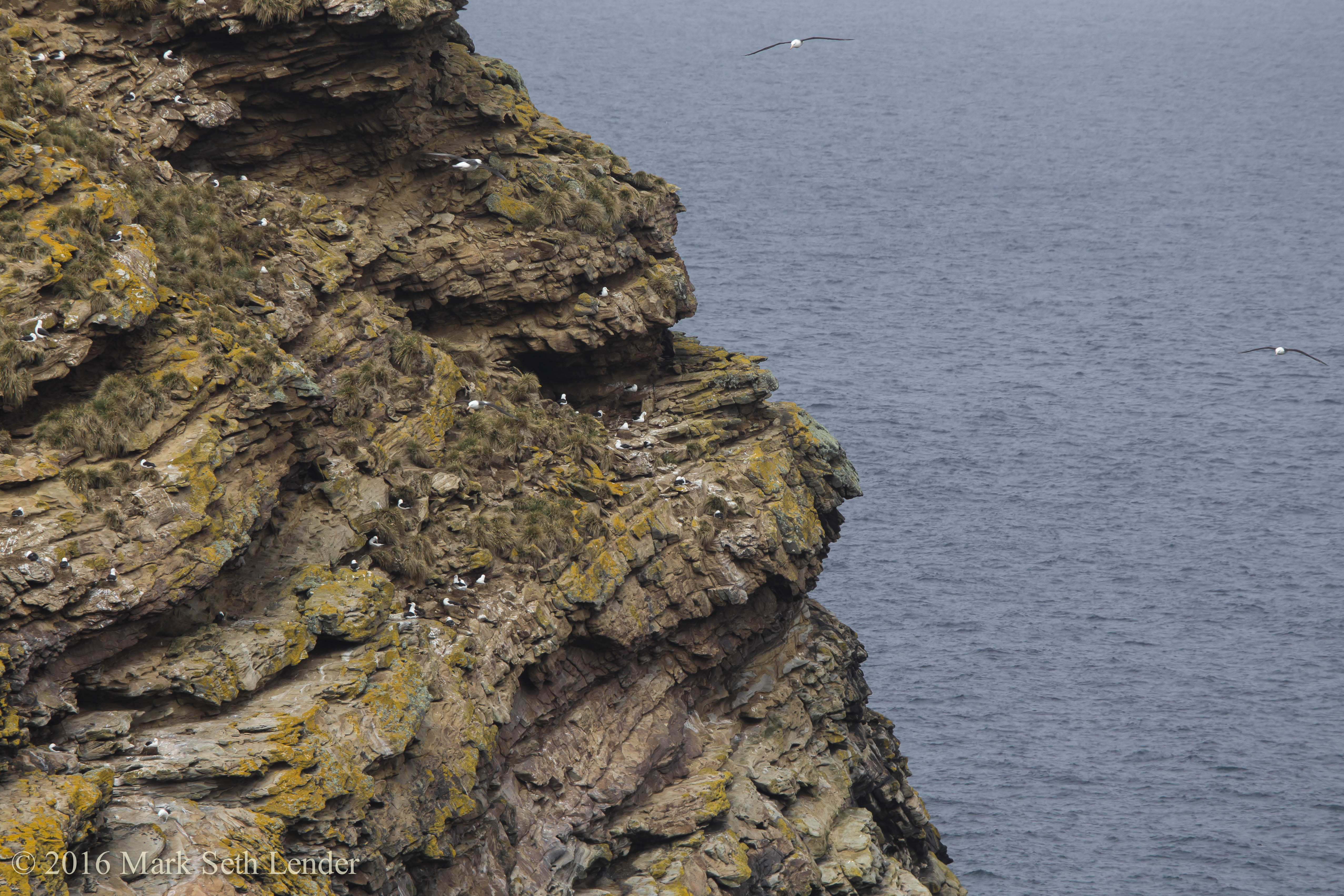 the-sheer-cliffs-where-only-black-browed-albatross-can-go-1754