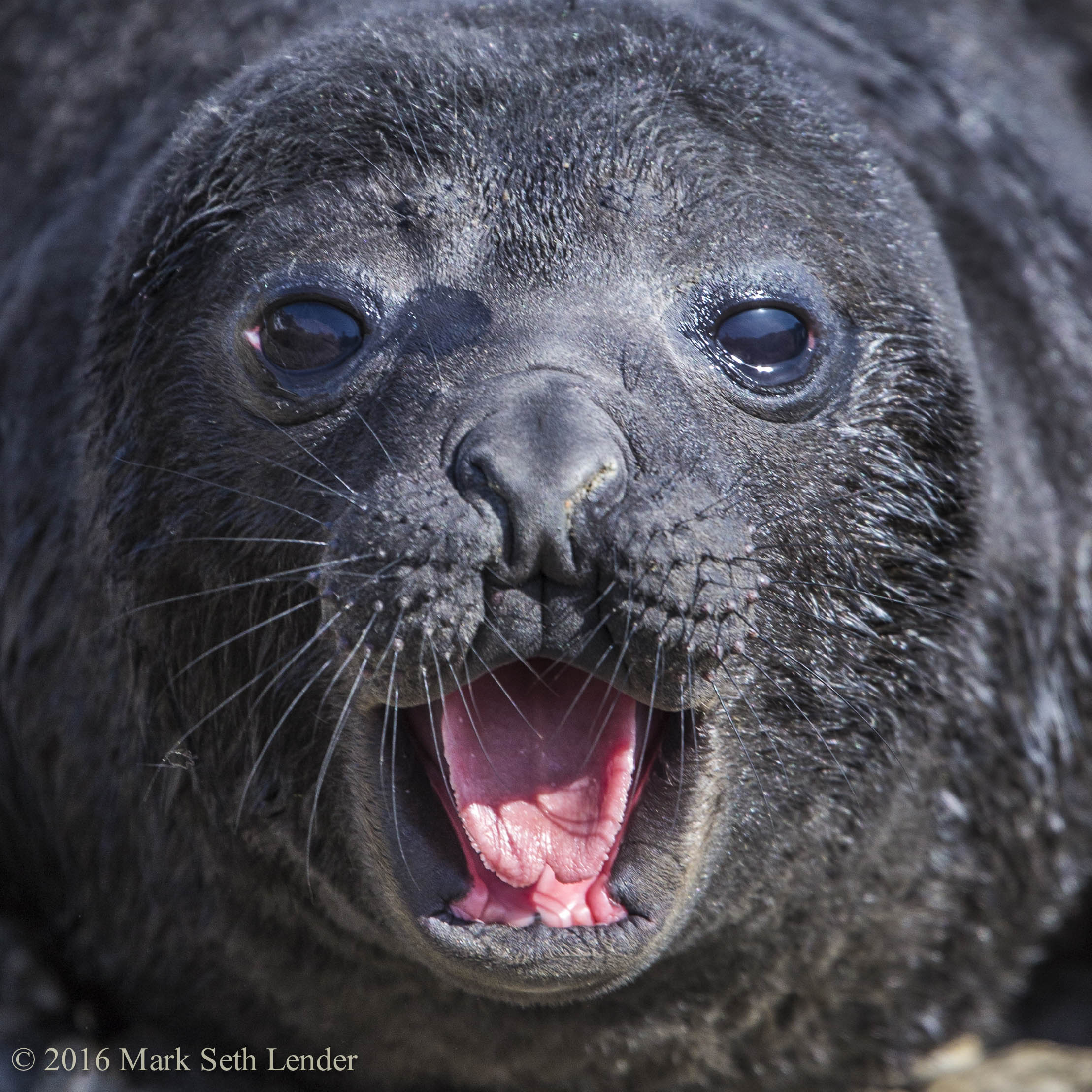 Wallering Baby Elephant Seal-7695