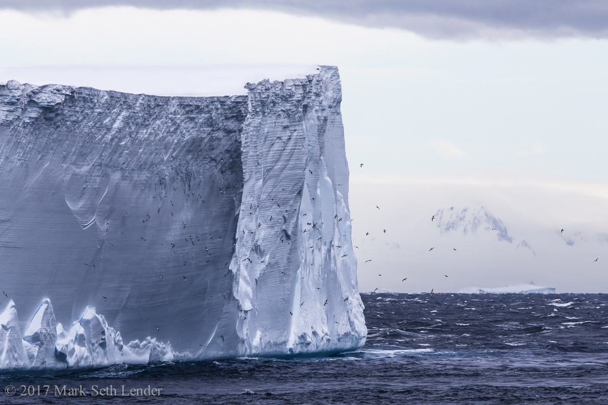 Tabular Iceberg, Leading Edge with Antarctic Petrels-7062