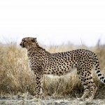Cheetah Bookends-0162