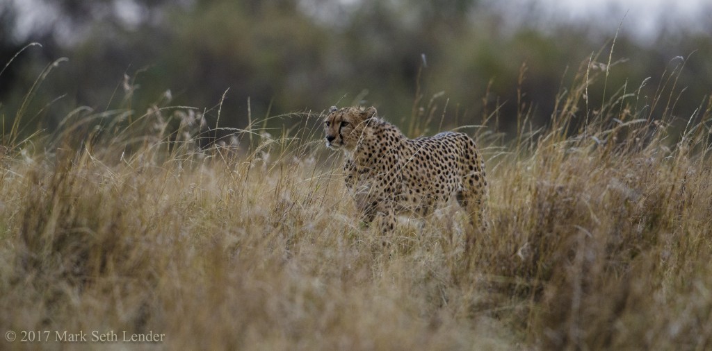 Cheetah in the Grass-9939